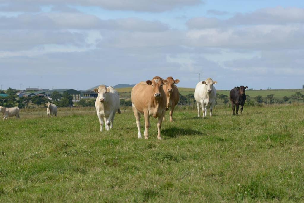 Вілла Knightsward Farm Near St Andrews, Scotland Анструтер Екстер'єр фото